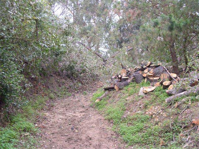 A rough unpaved trail winds past thick brush on the left side and cut up tree trunks on the right.