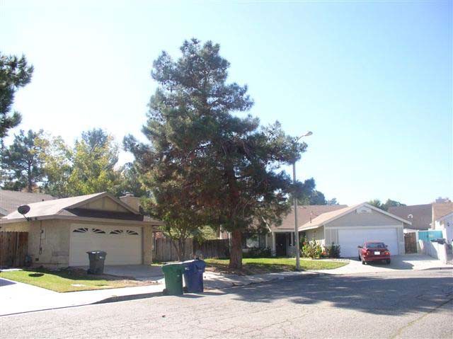 A tall pine tree towers over a one-story house on a residential street.