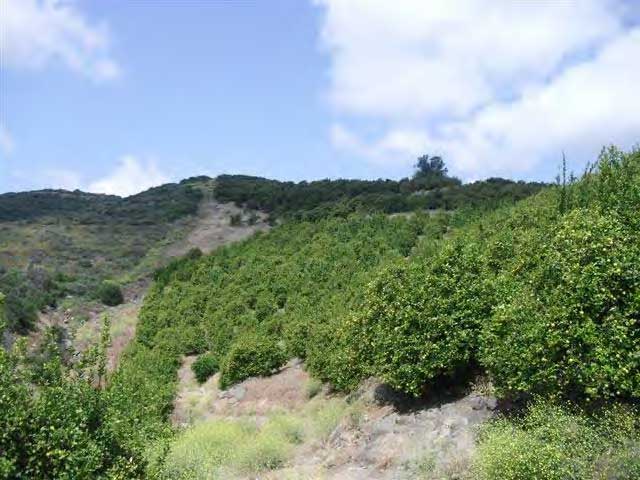 A gulch is surrounded by tall dry grasses and large green bushes.
