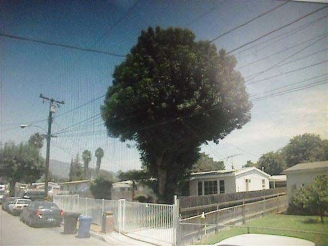 The large tree in the incident with leafy branches growing through and over electrical power lines.