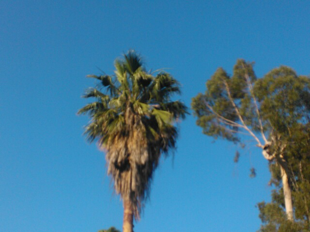 A close up shows the top of the palm tree involved in the incident.