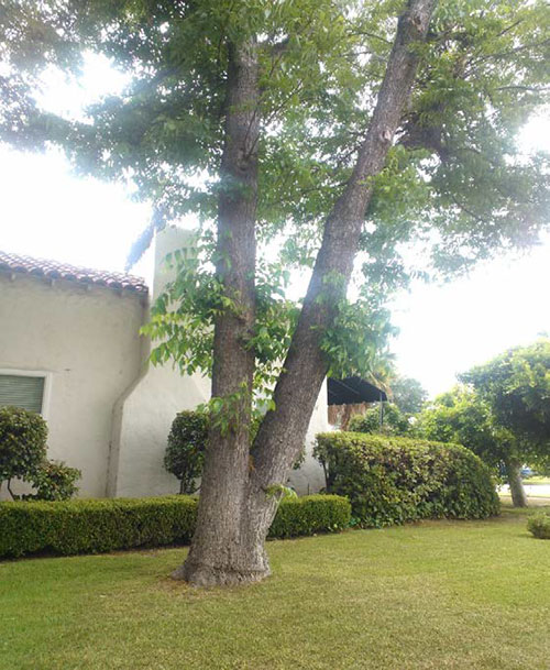 The tree involved in the incident stands between the sidewalk and the side of the house.