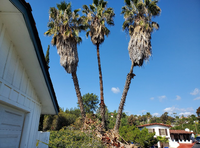 Palm trees