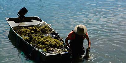 Man cleaning up a lake from a boat Man cleaning up a lake from a boat