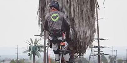 Palm tree trimmer Palm tree trimmer