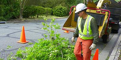 Worker putting branches in a wood chipper Worker putting branches in a wood chipper