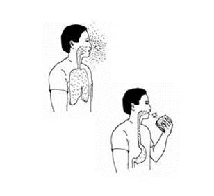 Lead can be inhaled or swallowed