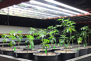 A large and bright light hangs over potted marijuana plants at an indoor cannabis growing facility.