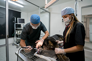 Dog at the veterinary table