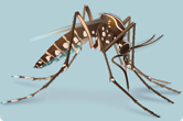 mosquito-illlustration
