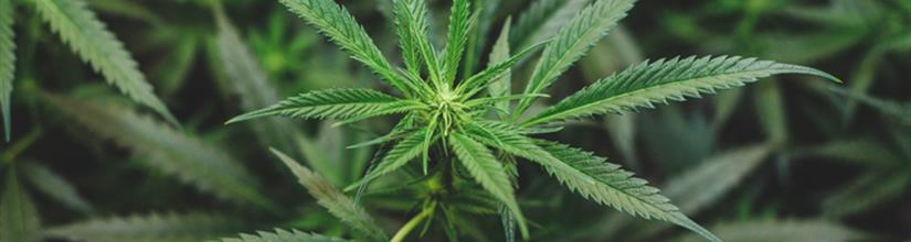 Cannabis Plant