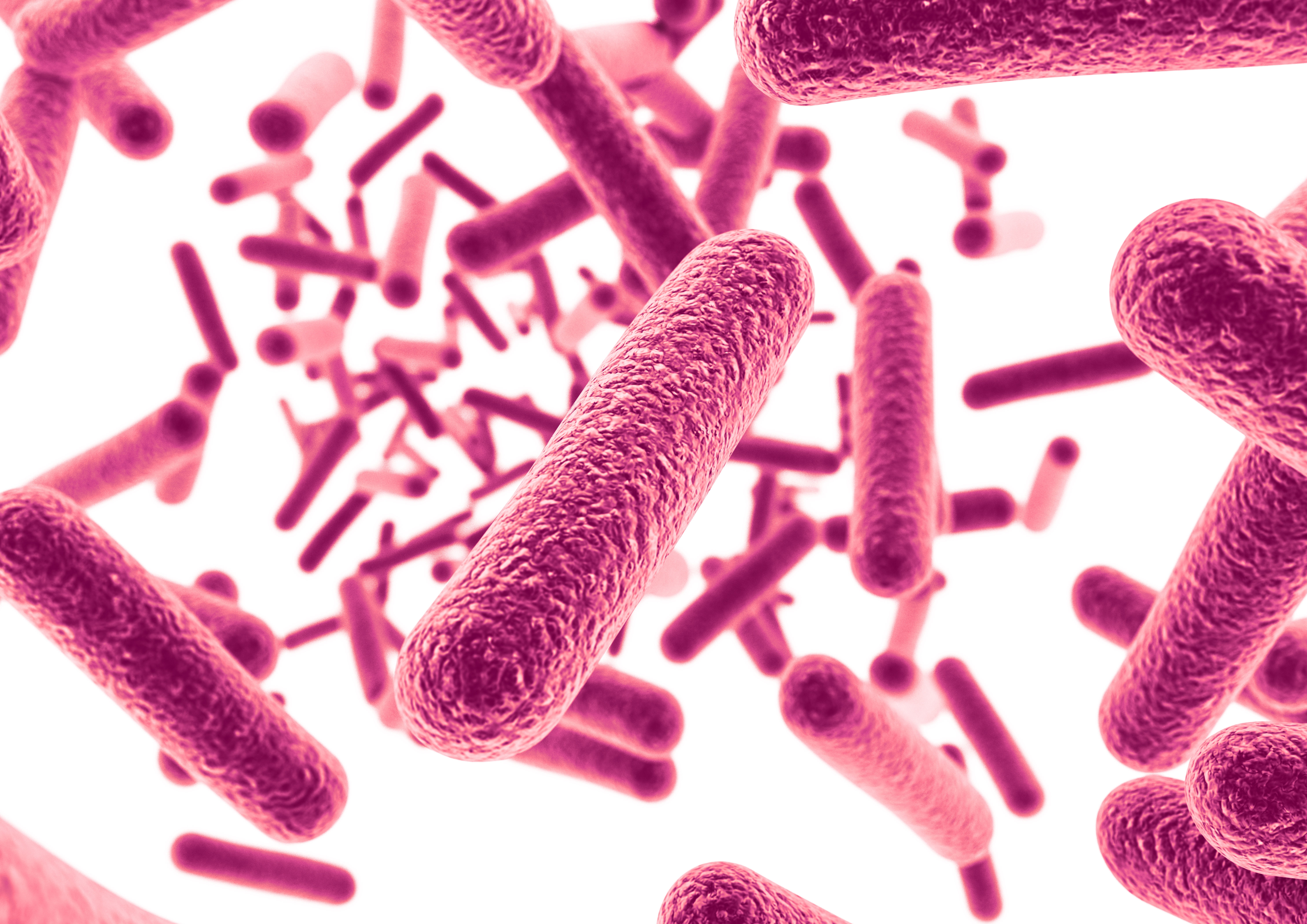 Bacteria