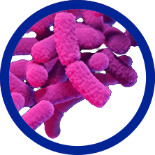 Carbapenemase-producing Org​anisms (CPO)