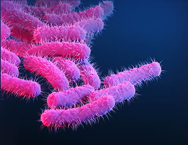Illustration of Shigella under a microscope. Illustration of Shigella under a microscope.