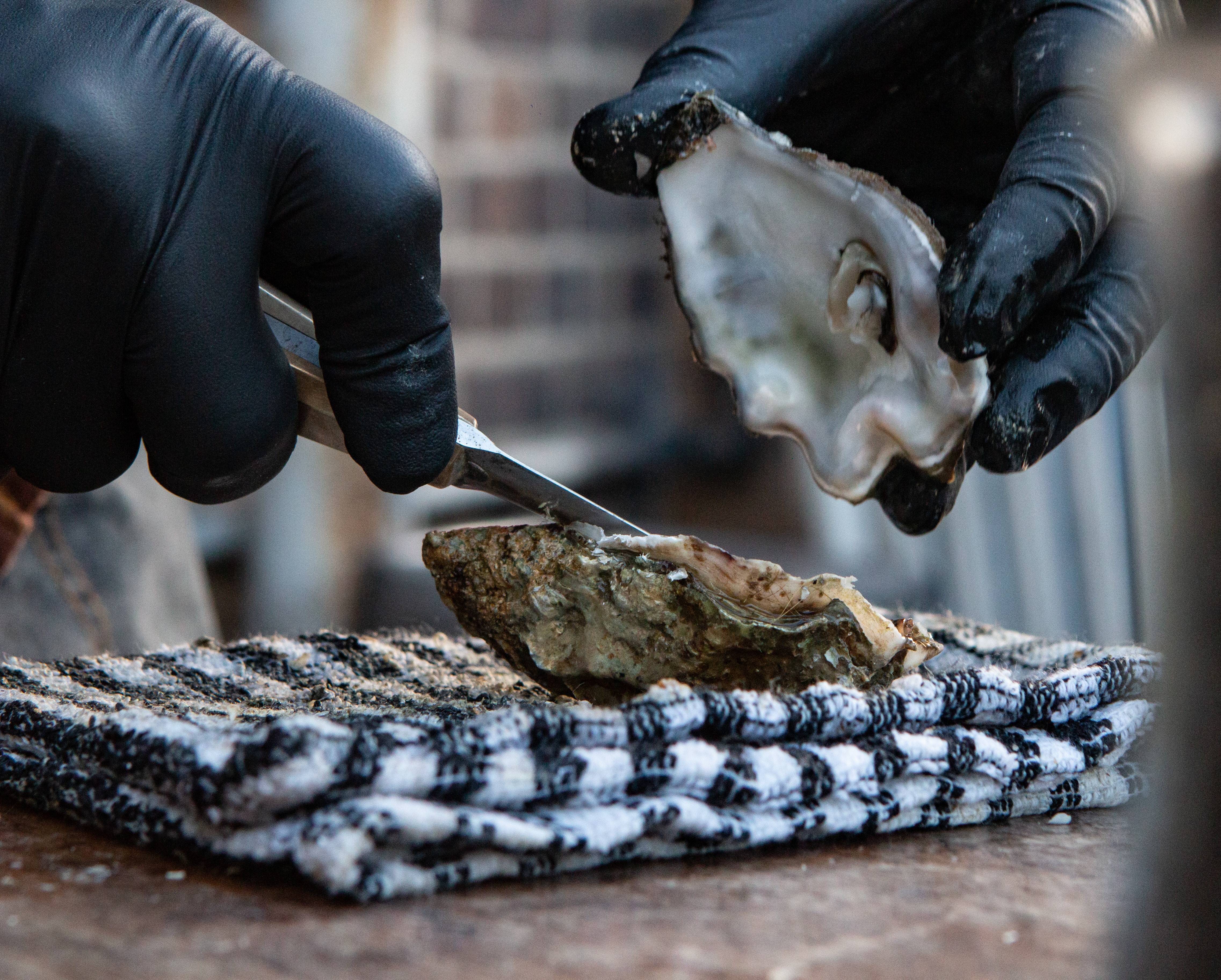 Person handling oyster with gloves.