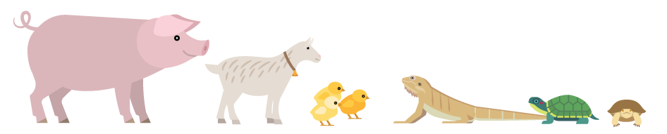Animals that may be infected with Salmonella: pigs, goats, baby chicks, turtles, and bearded dragons