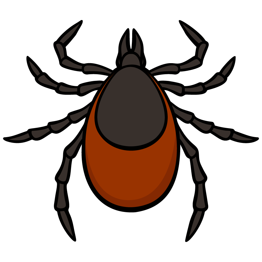 Female Ixodes pacificus tick