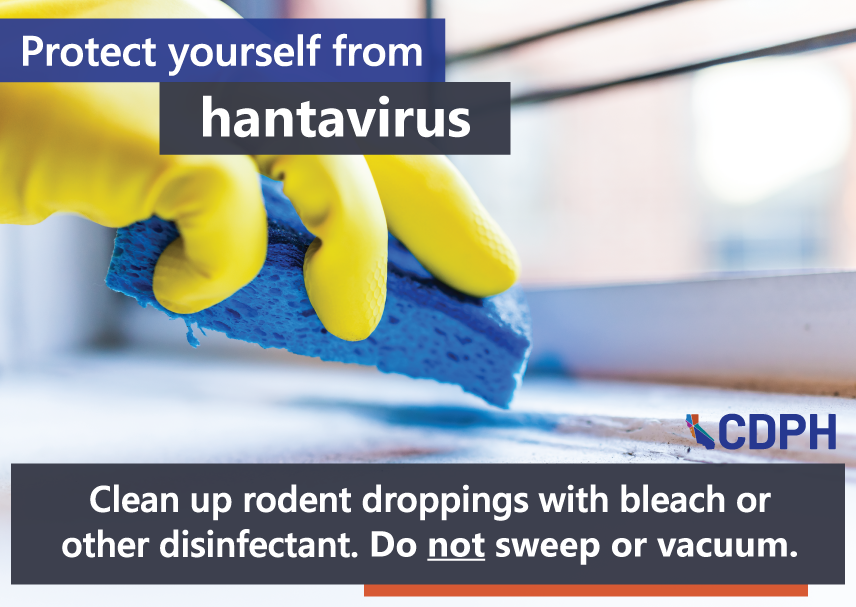 Protect yourself from hantavirus - clean up rodent droppings with bleach or other disinfectant. Do not sweep or vacuum.