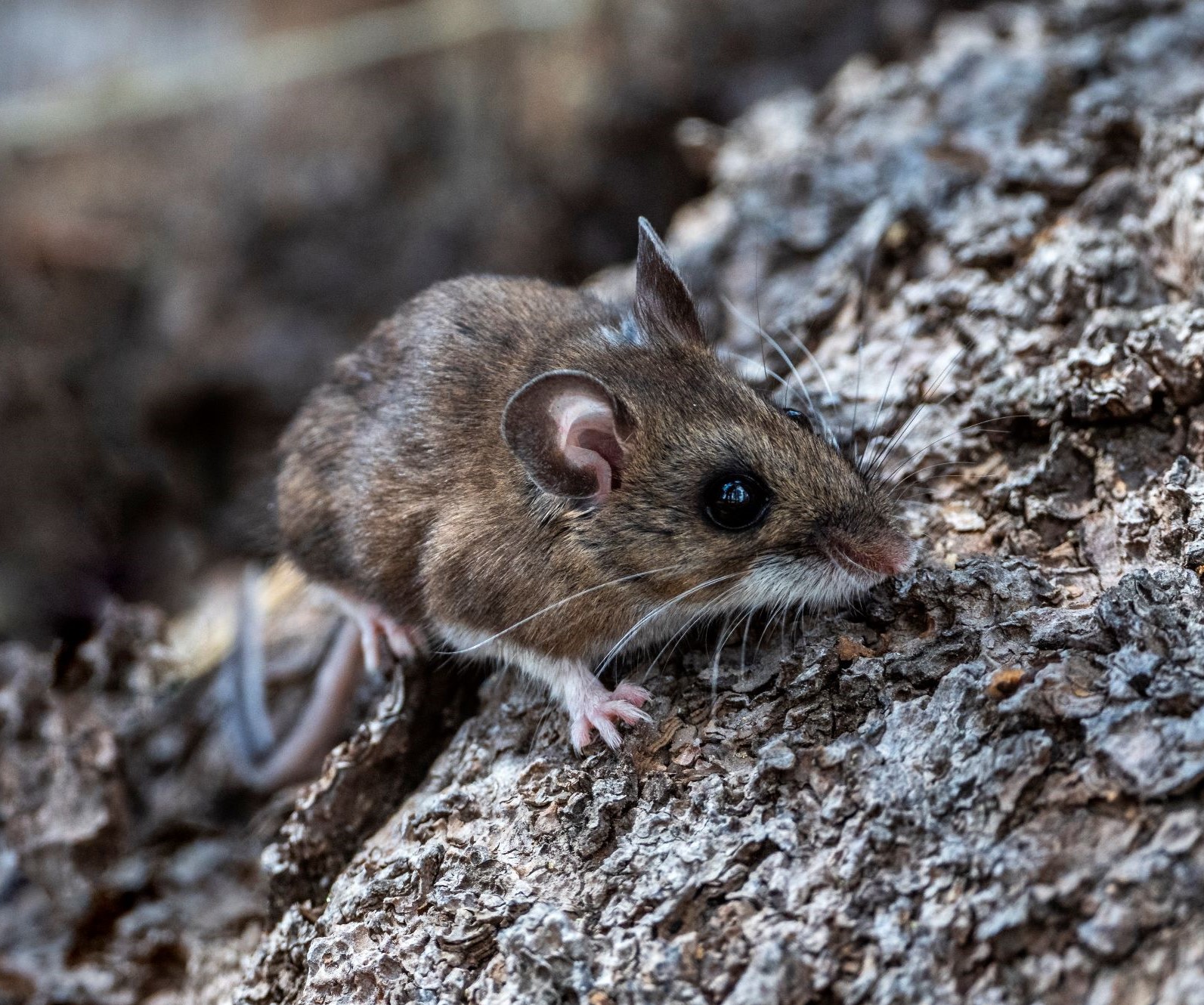 Deer mouse (Photo by Christian Irian, CDPH)