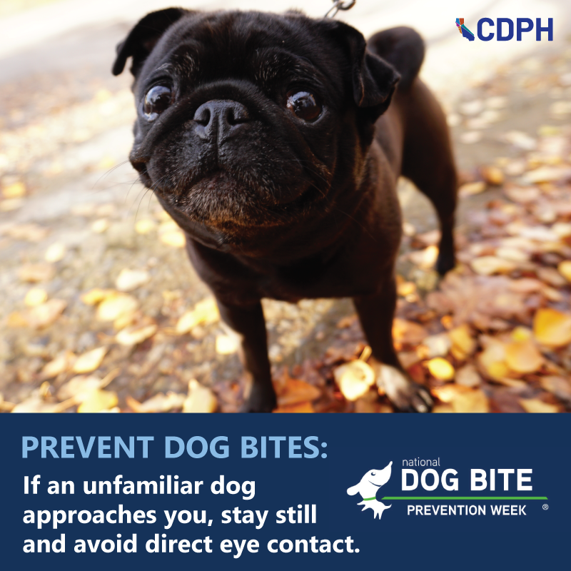 Prevent Dog Bites: If an unfamiliar dog approaches you, stay still and avoid direct eye contact. Prevent Dog Bites: If an unfamiliar dog approaches you, stay still and avoid direct eye contact.