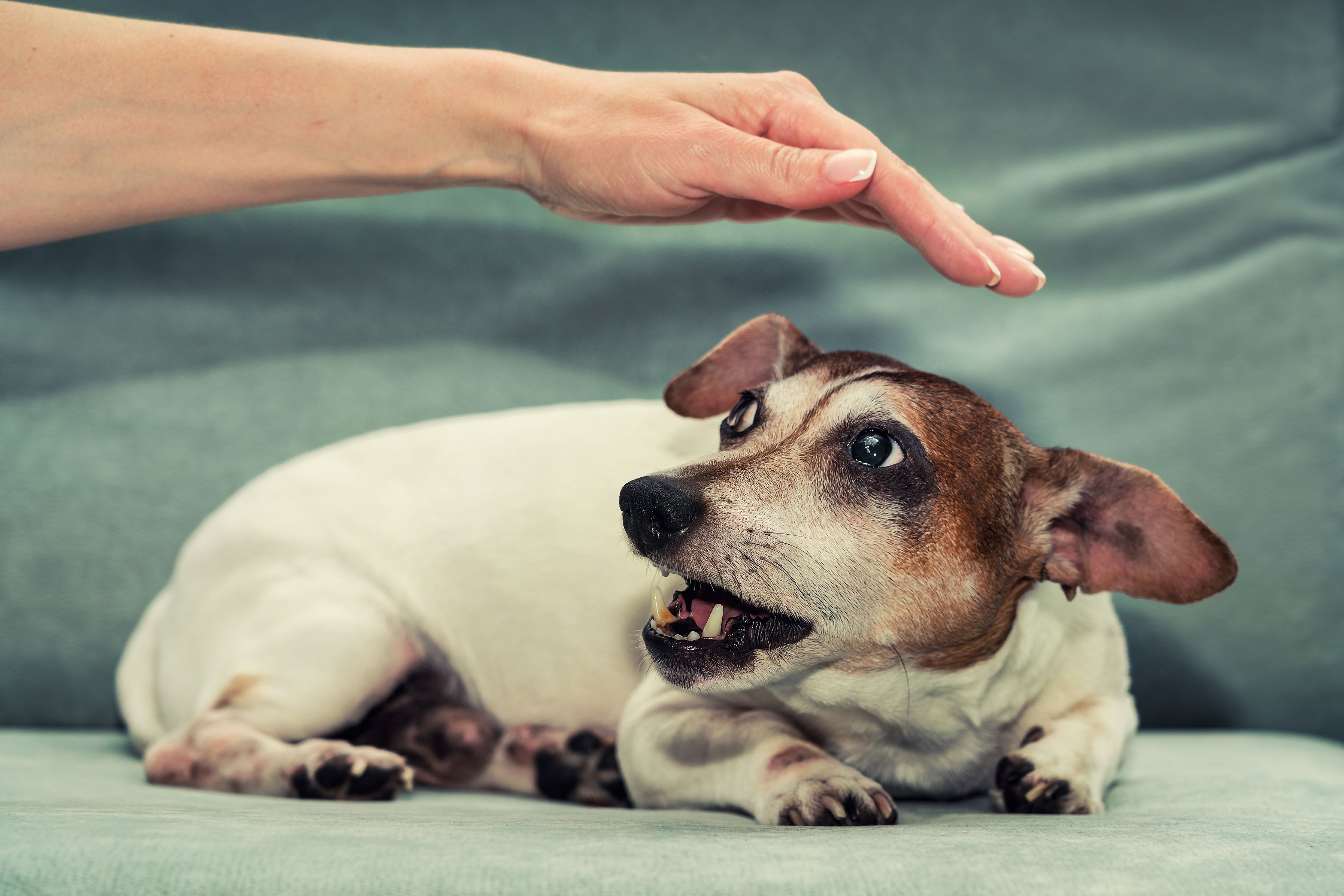Person reaching to pet a dog laying down that is growling looking like it will bite.