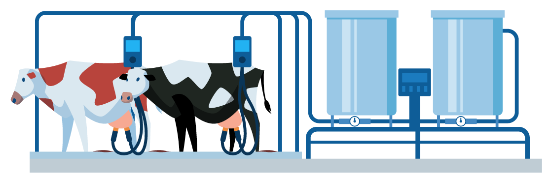 Illustration of machinery milking cows