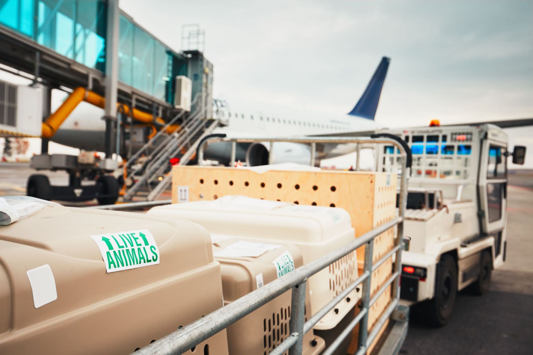 Pet transport at airport