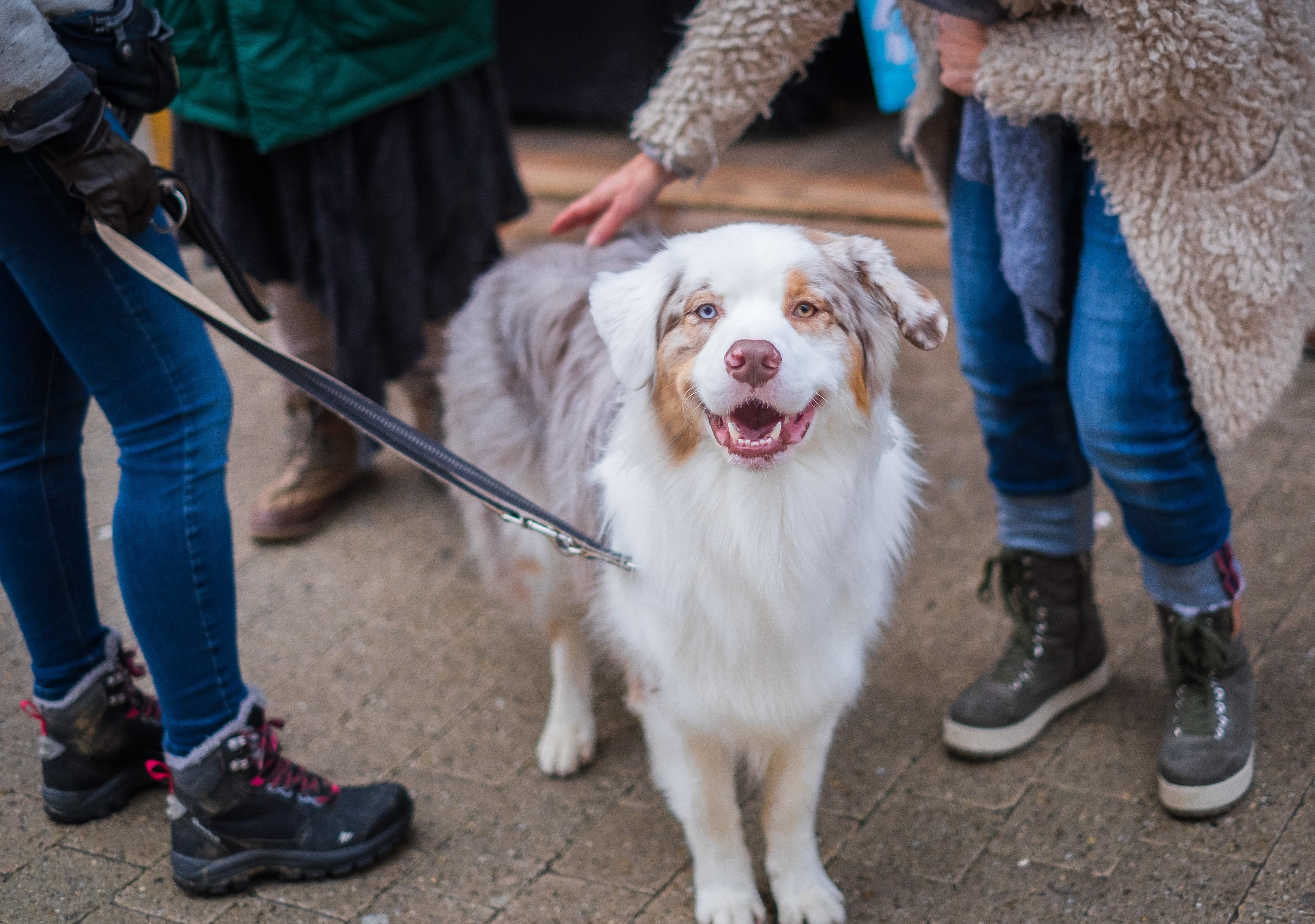 Person petting a dog on a leash