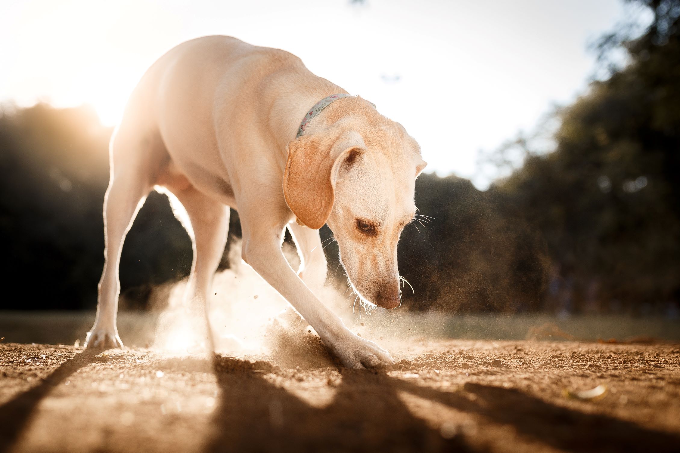 Dog digging in the dirt