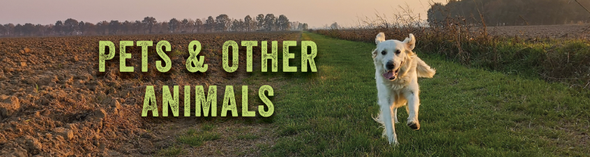 Pets & Other Animals