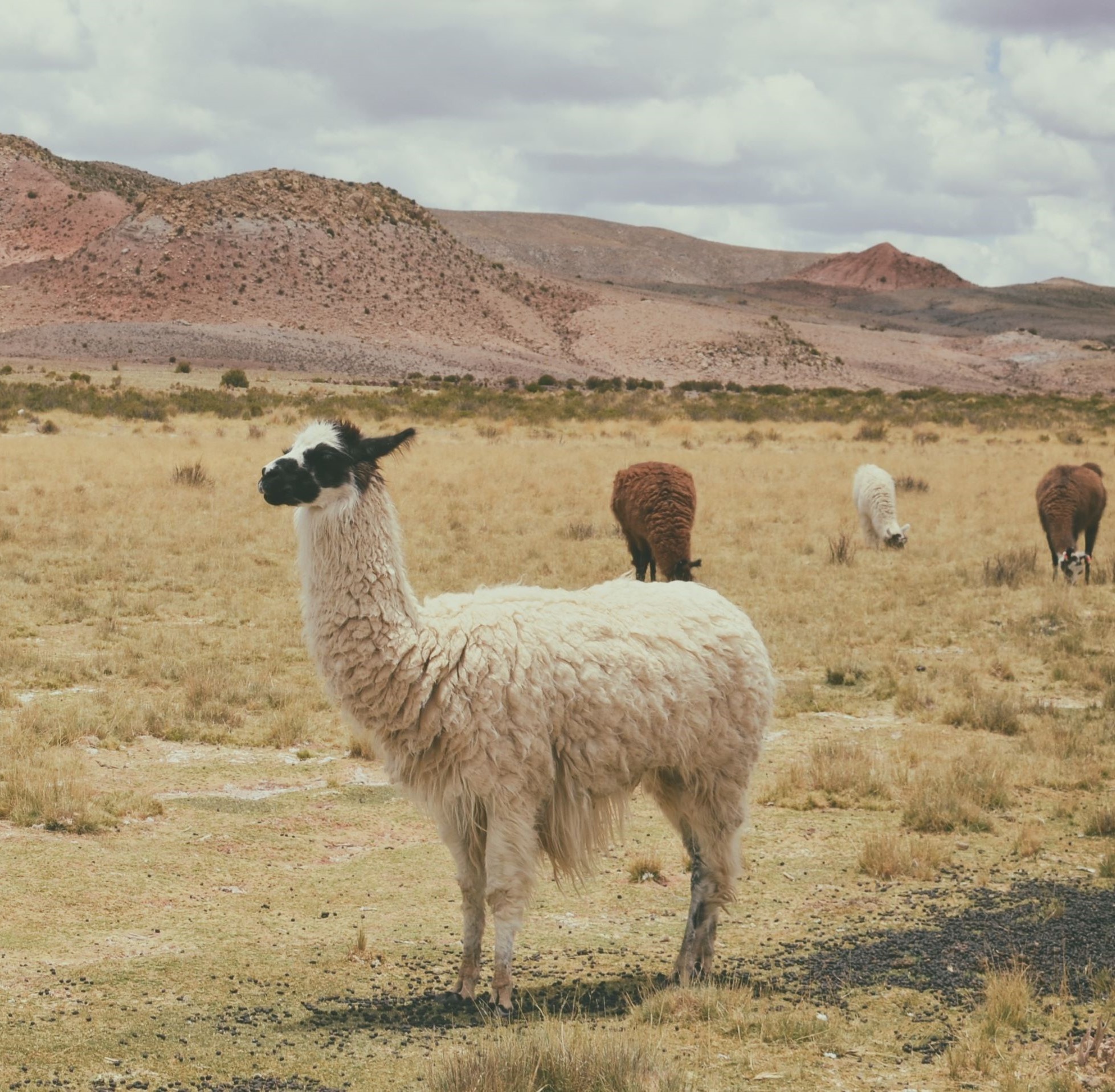 Llama in field