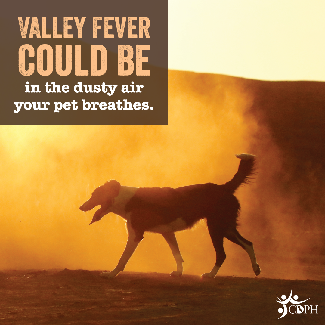 Valley fever could be in the dusty air your pet breathes. Silhouette of dog in dusty air. Valley fever could be in the dusty air your pet breathes. Silhouette of dog in dusty air.