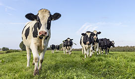 Cows outside in the pasture